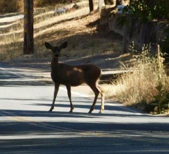 [Picture of Deer in Fiddletown]